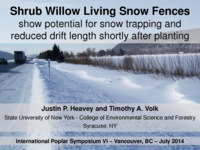 Shrub Willow Living Snow Fences
