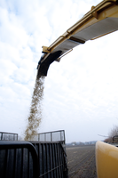 Willow Chips Sprayed into Truck