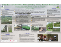 Initial Success Establishing Willow on Solvay Settling Basins in Syracuse, NY